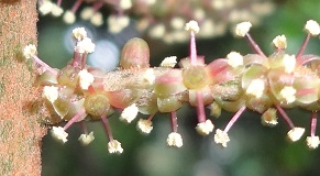 Flowers: Ampelocissus elegans (Woolly Button Vine) photo